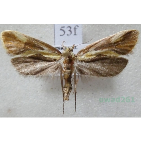 Harpella forficella (Scopoli, 1763) Czech53f